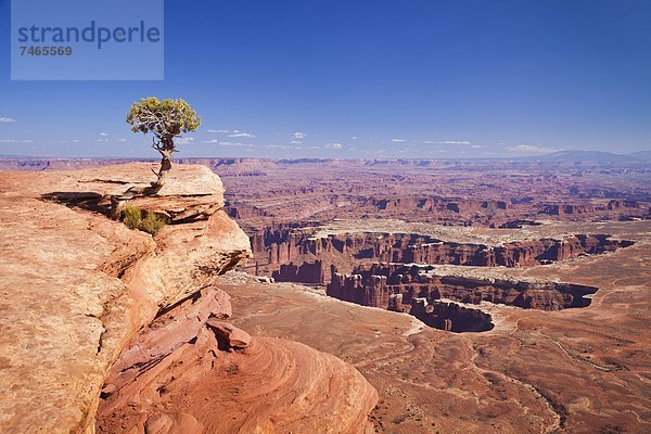 Vereinigte Staaten von Amerika  USA  Baum  Ehrfurcht  Ignoranz  Nordamerika  Canyonlands Nationalpark  Ansicht  zeigen  Island in the Sky  Wacholder  Utah