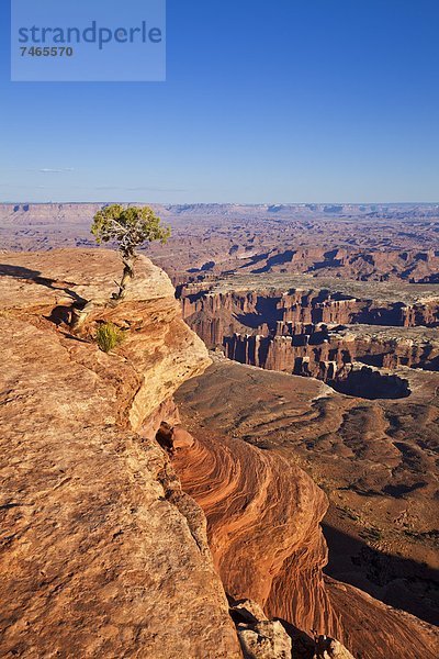 Vereinigte Staaten von Amerika  USA  Baum  Ehrfurcht  Ignoranz  Nordamerika  Canyonlands Nationalpark  Ansicht  zeigen  Island in the Sky  Wacholder  Utah