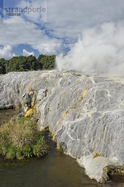 Geysir  Pazifischer Ozean  Pazifik  Stiller Ozean  Großer Ozean  neuseeländische Nordinsel  Neuseeland  Prinz  Rotorua  Wales