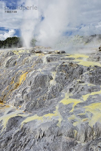 Geysir  Pazifischer Ozean  Pazifik  Stiller Ozean  Großer Ozean  neuseeländische Nordinsel  Neuseeland  Prinz  Rotorua  Wales