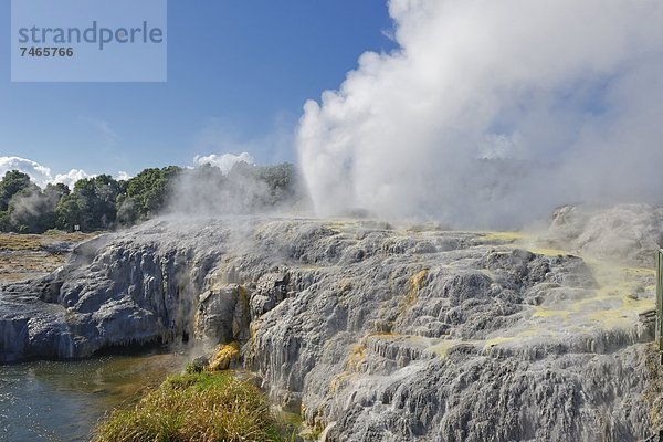 Geysir  Pazifischer Ozean  Pazifik  Stiller Ozean  Großer Ozean  neuseeländische Nordinsel  Neuseeland  Prinz  Rotorua  Wales