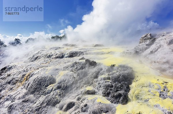 Geysir  Pazifischer Ozean  Pazifik  Stiller Ozean  Großer Ozean  neuseeländische Nordinsel  Neuseeland  Prinz  Rotorua  Wales