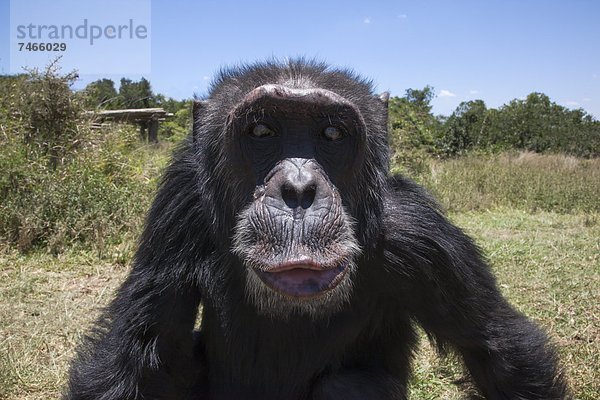 Ostafrika  Schimpanse  Pan troglodytes  Heiligtum  Afrika  Kenia