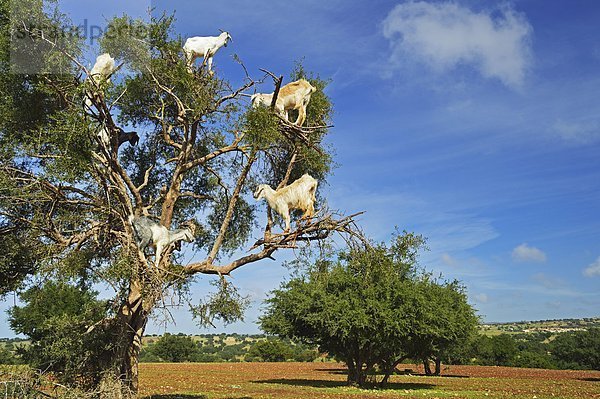 Nordafrika  Afrika  Marokko