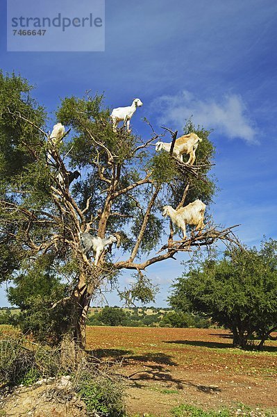 Nordafrika  Afrika  Marokko