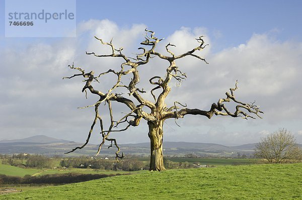 Form Formen Europa Baum Großbritannien Grafik