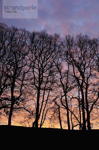 Europa  Baum  Großbritannien  über  Morgendämmerung  Eiche  Strauch  Schottland
