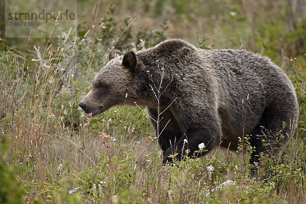 Vereinigte Staaten von Amerika  USA  Grizzlybär  ursus horibilis  Grizzly  Nordamerika  Zunge herausstrecken  Bär  Glacier Nationalpark