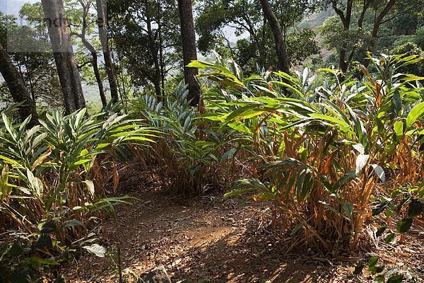 Berg  Kardamom  Plantage  Asien  Indien  Kerala