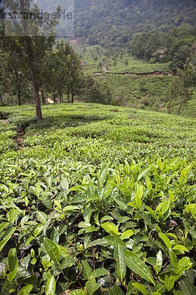Berg  Plantage  Asien  Indien  Kerala  Tee