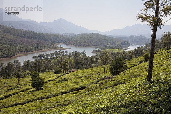 nahe  Plantage  Asien  Indien  Kerala  Stausee  Tee