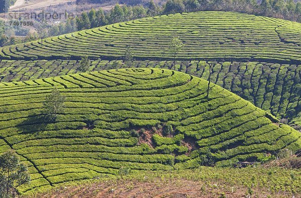 Berg  Plantage  Asien  Indien  Kerala  Tee