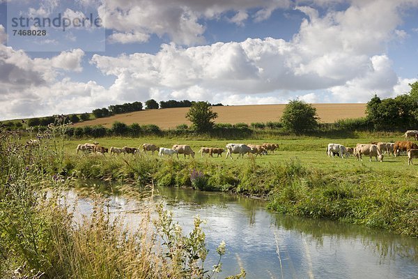 nahe  nebeneinander  neben  Seite an Seite  Europa  Großbritannien  Fluss  Rind  Cotswolds  England  grasen  Oxfordshire