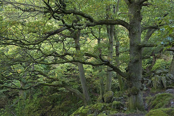 nahe  Europa  Herausforderung  Großbritannien  Wald  früh  Herbst  Laubbaum  Cumbria  England  Lake District