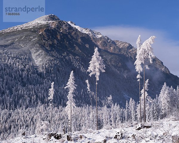 hoch  oben  Europa  Berg  Winter  bedecken  Baum  Slowakei  Schnee