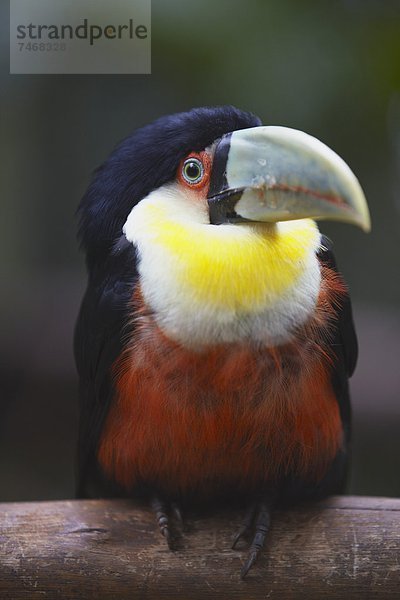 Vogel  rot  Parana  Brasilien  Südamerika  Tukan