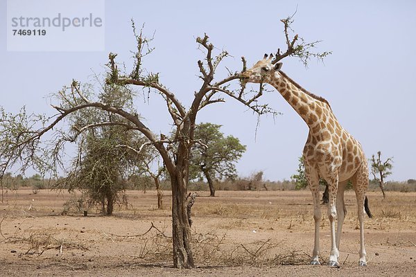 Westafrika  Giraffe  Giraffa camelopardalis  unterhalb  Bedrohung  1  Abholzung  Dürre  Niger