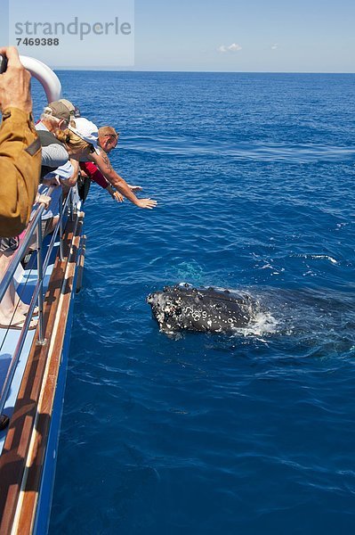 sehen  Pazifischer Ozean  Pazifik  Stiller Ozean  Großer Ozean  Australien  Bucht  Queensland  Wal