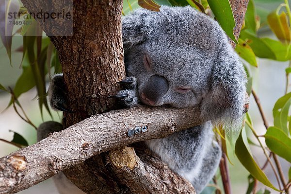 Koala  Phascolarctus cinereus  Pazifischer Ozean  Pazifik  Stiller Ozean  Großer Ozean  Heiligtum  Australien  Queensland