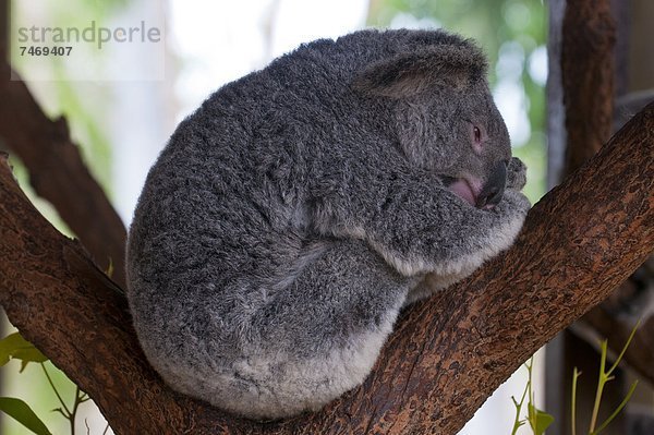 Koala  Phascolarctus cinereus  Pazifischer Ozean  Pazifik  Stiller Ozean  Großer Ozean  Heiligtum  Australien  Queensland