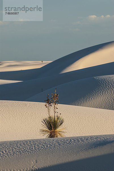 Vereinigte Staaten von Amerika  USA  weiß  Monument  Sand  Nordamerika  Düne  New Mexico