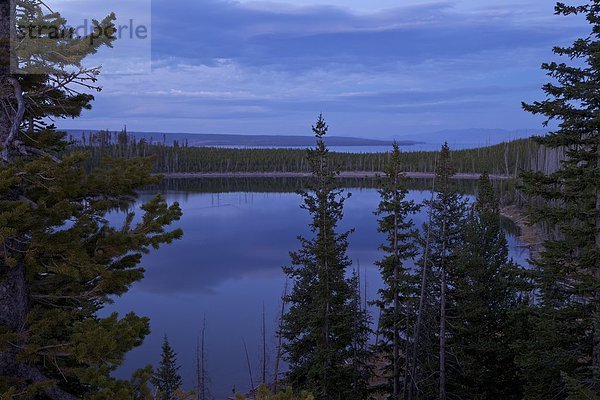 Vereinigte Staaten von Amerika  USA  nahe  See  Nordamerika  Ansicht  Yellowstone Nationalpark  UNESCO-Welterbe  Ente  Abenddämmerung  Wyoming