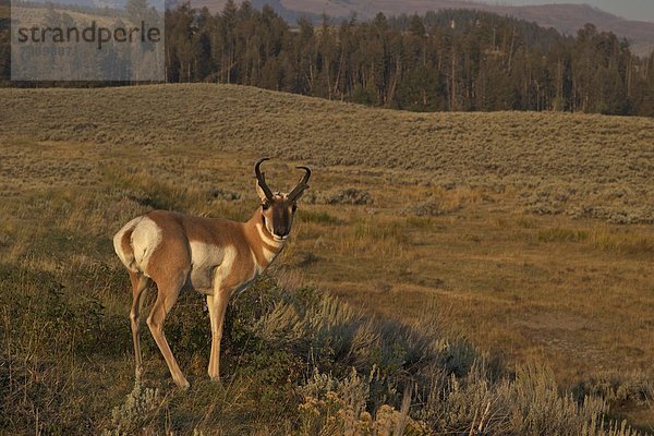 Vereinigte Staaten von Amerika  USA  Nordamerika  UNESCO-Welterbe  Yellowstone Nationalpark  Wyoming