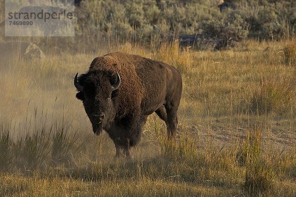 Vereinigte Staaten von Amerika  USA  Nordamerika  UNESCO-Welterbe  Yellowstone Nationalpark  Wyoming