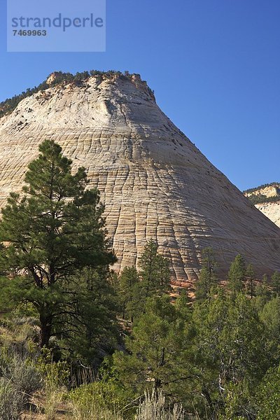 Vereinigte Staaten von Amerika  USA  Nordamerika  Zion Nationalpark  Utah