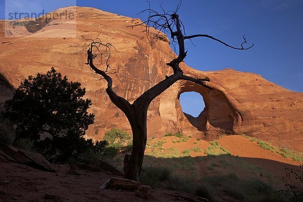 Vereinigte Staaten von Amerika USA Gehhilfe Baum Wind Brücke Nordamerika Wacholder Utah