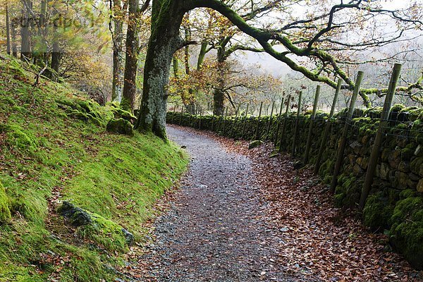 Europa  Großbritannien  Borrowdale  Cumbria  England