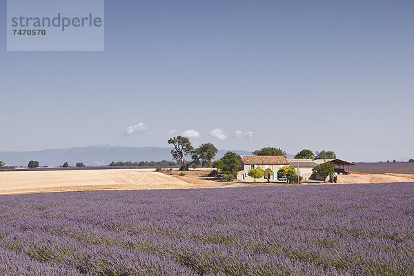 zwischen inmitten mitten Frankreich Europa Wohnhaus Feld Provence - Alpes-Cote d Azur Hochebene Lavendel Valensole