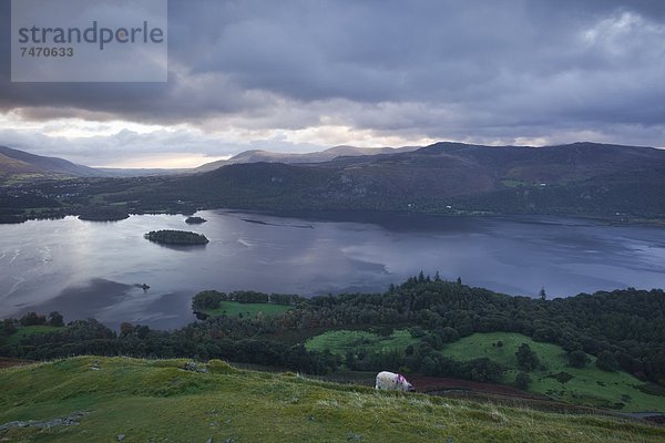 Kälte  Wasser  Europa  Großbritannien  Sonnenaufgang  unterhalb  Cumbria  Derwent  England  Oktober