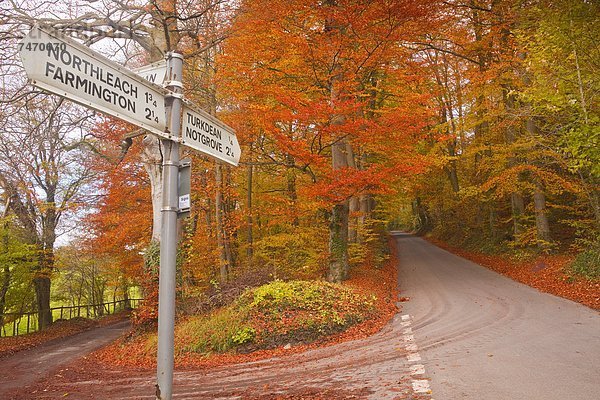 Farbaufnahme  Farbe  Europa  Baum  Großbritannien  Fernverkehrsstraße  Herbst  Buche  Buchen  England  Gloucestershire