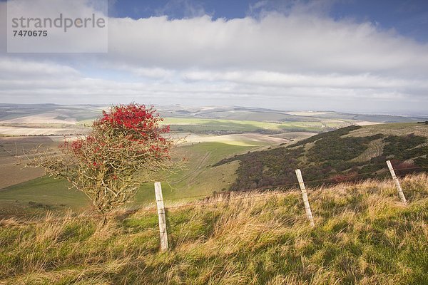 nahe  rollen  Europa  Großbritannien  Hügel  Brighton  England  South Downs  Sussex