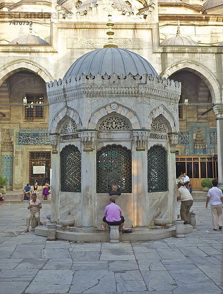 Truthuhn  Europa  Eurasien  Istanbul  Türkei