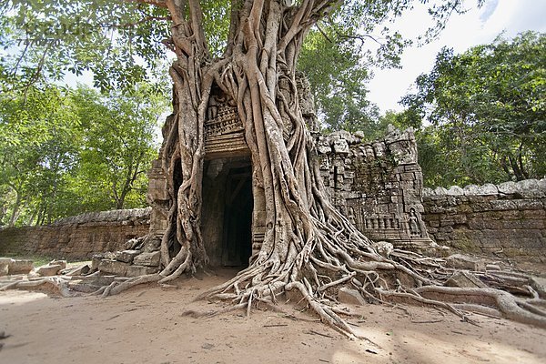 Eingang  Wurzel  Südostasien  UNESCO-Welterbe  Vietnam  Angkor  Asien  Kambodscha  Gopura  Siem Reap