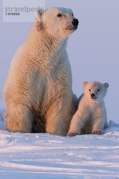 Eisbär  Ursus maritimus  Nordamerika  Kanada  junges Raubtier  junge Raubtiere  Hudson Bay  Manitoba  Wapusk National Park