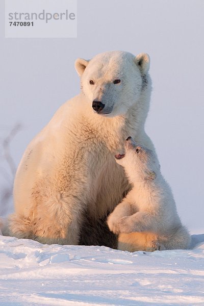 Eisbär  Ursus maritimus  Nordamerika  Kanada  junges Raubtier  junge Raubtiere  Hudson Bay  Manitoba  Wapusk National Park