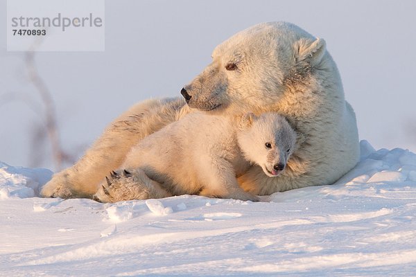 Eisbär  Ursus maritimus  Nordamerika  Kanada  junges Raubtier  junge Raubtiere  Hudson Bay  Manitoba  Wapusk National Park