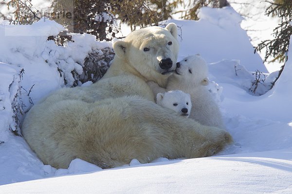 Eisbär  Ursus maritimus  Nordamerika  Jungtier  Kanada  Hudson Bay  Manitoba  Wapusk National Park