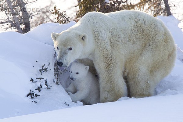 Eisbär  Ursus maritimus  Nordamerika  Jungtier  Kanada  Hudson Bay  Manitoba  Wapusk National Park