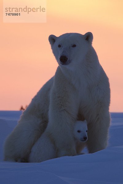 Eisbär  Ursus maritimus  Nordamerika  Kanada  junges Raubtier  junge Raubtiere  Hudson Bay  Manitoba  Wapusk National Park