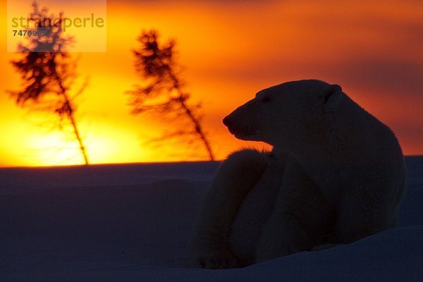 Eisbär  Ursus maritimus  Nordamerika  Kanada  junges Raubtier  junge Raubtiere  Hudson Bay  Manitoba  Wapusk National Park