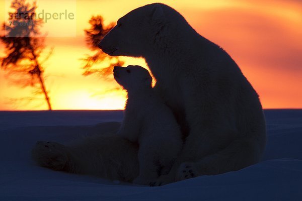 Eisbär  Ursus maritimus  Nordamerika  Kanada  junges Raubtier  junge Raubtiere  Hudson Bay  Manitoba  Wapusk National Park