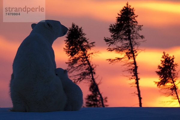 Eisbär  Ursus maritimus  Nordamerika  Kanada  junges Raubtier  junge Raubtiere  Hudson Bay  Manitoba  Wapusk National Park