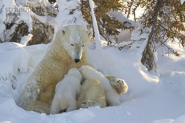 Eisbär  Ursus maritimus  Nordamerika  Jungtier  Kanada  Hudson Bay  Manitoba  Wapusk National Park