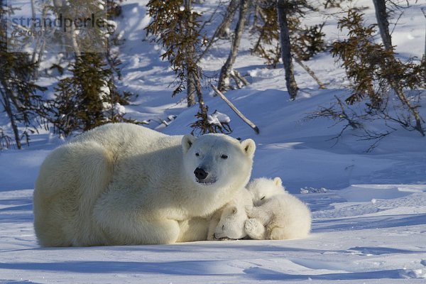 Eisbär  Ursus maritimus  Nordamerika  Jungtier  Kanada  Hudson Bay  Manitoba  Wapusk National Park