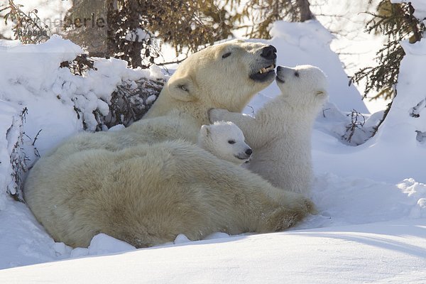 Eisbär  Ursus maritimus  Nordamerika  Jungtier  Kanada  Hudson Bay  Manitoba  Wapusk National Park