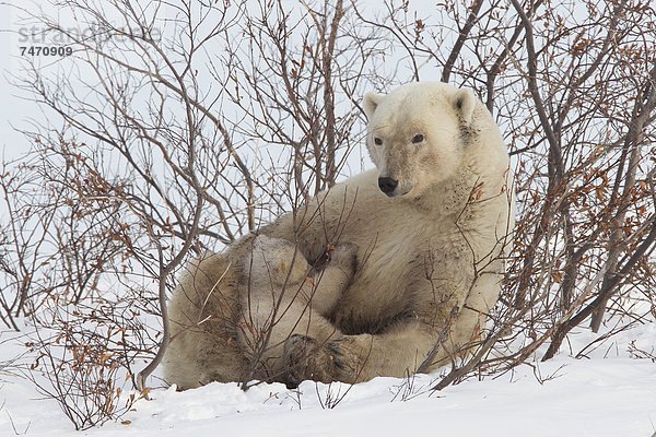 Eisbär  Ursus maritimus  Nordamerika  Sorge  Kanada  junges Raubtier  junge Raubtiere  Hudson Bay  Manitoba  Wapusk National Park